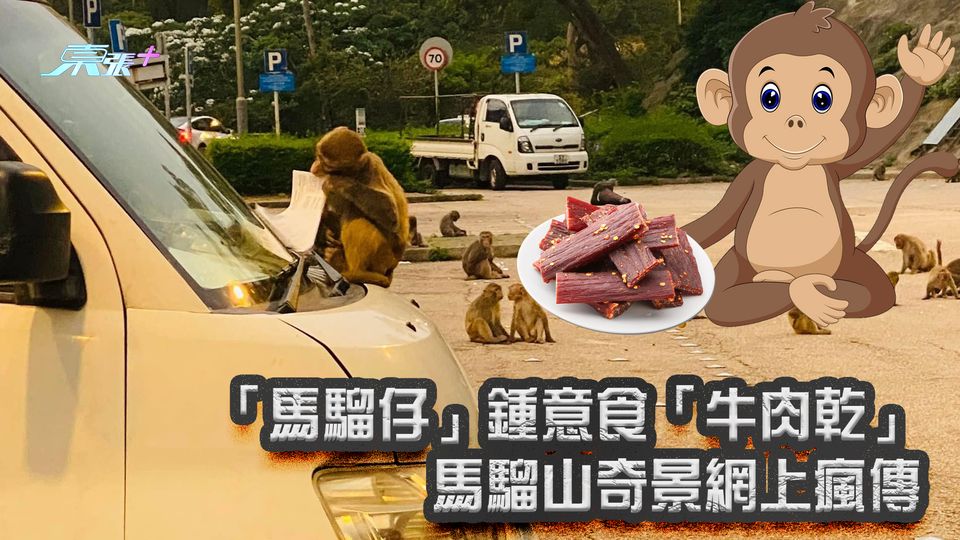「馬騮仔」鍾意食「牛肉乾」 馬騮山奇景網上瘋傳 - 東張+