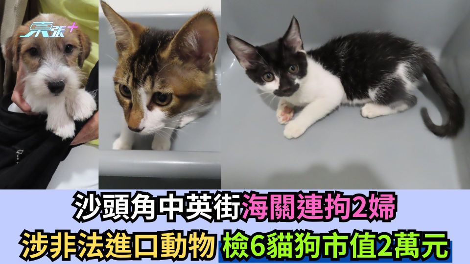 沙頭角中英街海關連拘2婦 涉非法進口動物 檢6貓狗市值2萬元