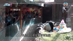 專家公布旅泰大熊貓「林惠」死因 稱涉多器官功能衰竭