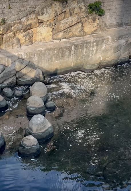 啟德河驚現死魚氾濫　渠務署認緊急維修致局部河段乾涸發致歉