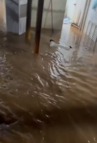 暴雨｜黑雨下狗場受災動物家所全被水浸　負責人緊急救狗：拯救中