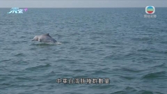廣西有土生土長漁民加入研究團隊 參與保護中華白海豚