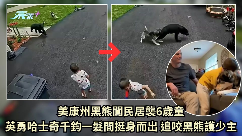 美康州黑熊闖民居襲6歲童 英勇哈士奇千鈞一髮間挺身而出 追咬黑熊護少主