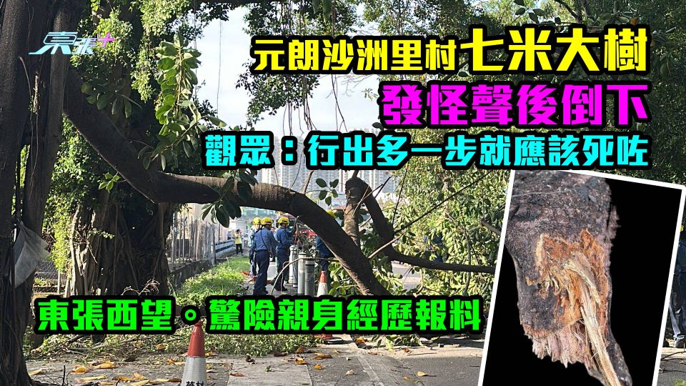 驚險報料｜元朗沙洲里村七米大樹發怪聲後倒下　觀眾：我地行出多一步就應該死咗