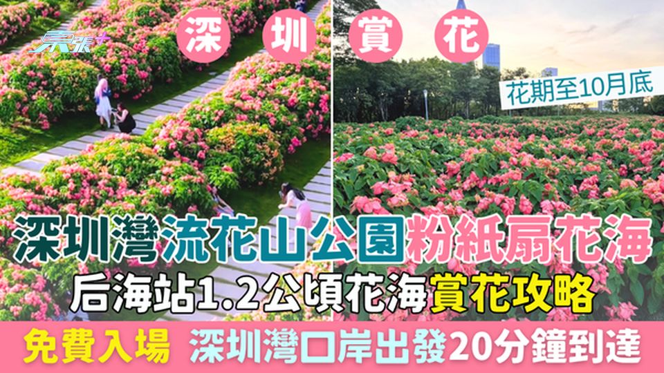 深圳灣流花山公園粉紙扇花海 免費!后海站1.2公頃花海 深圳灣口岸出發20分鐘到達