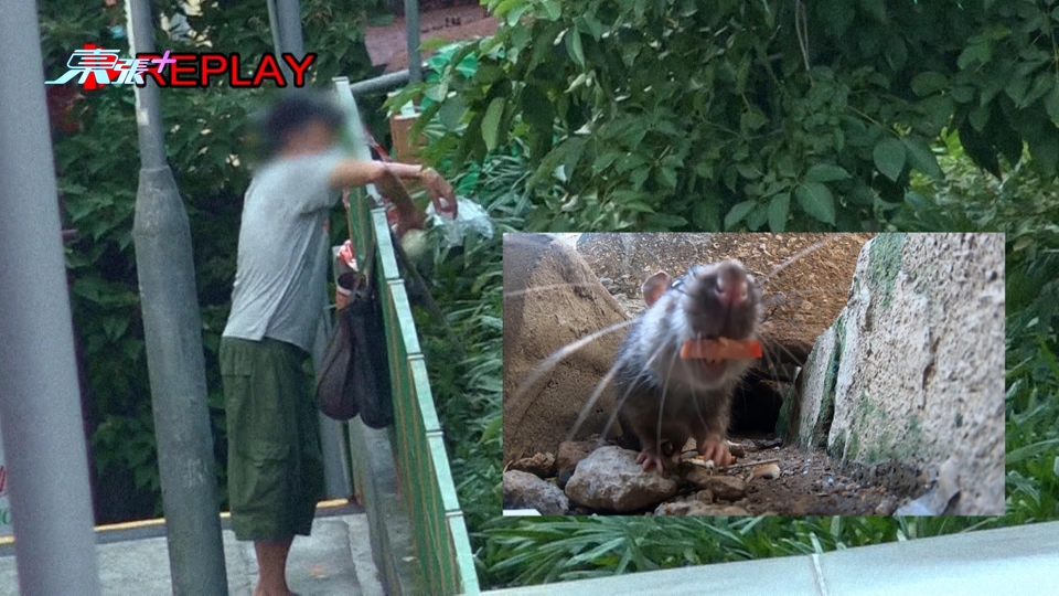 葵涌公園變超級老鼠竇 原來係有人餵老鼠