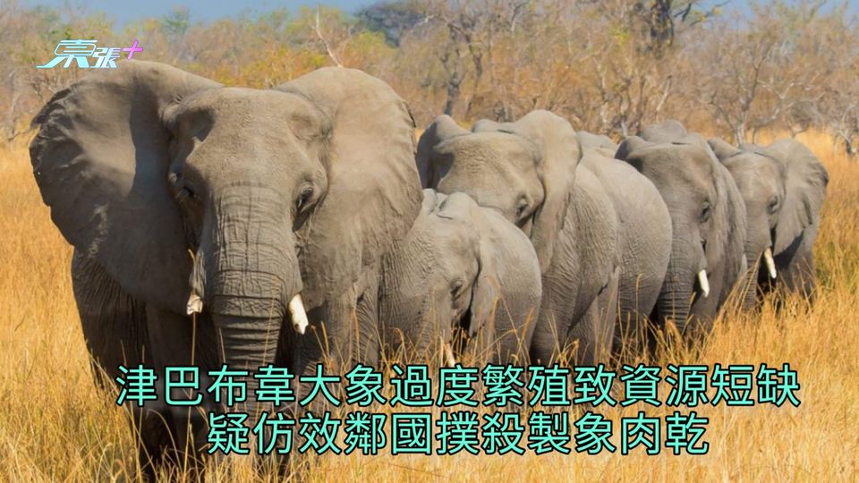 津巴布韋大象過度繁殖致資源短缺 疑仿效鄰國撲殺製象肉乾