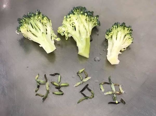 【洗蔬果】一棵西蘭花驚見35條菜蟲！教你正確清洗蔬菜方法去除農藥菜蟲