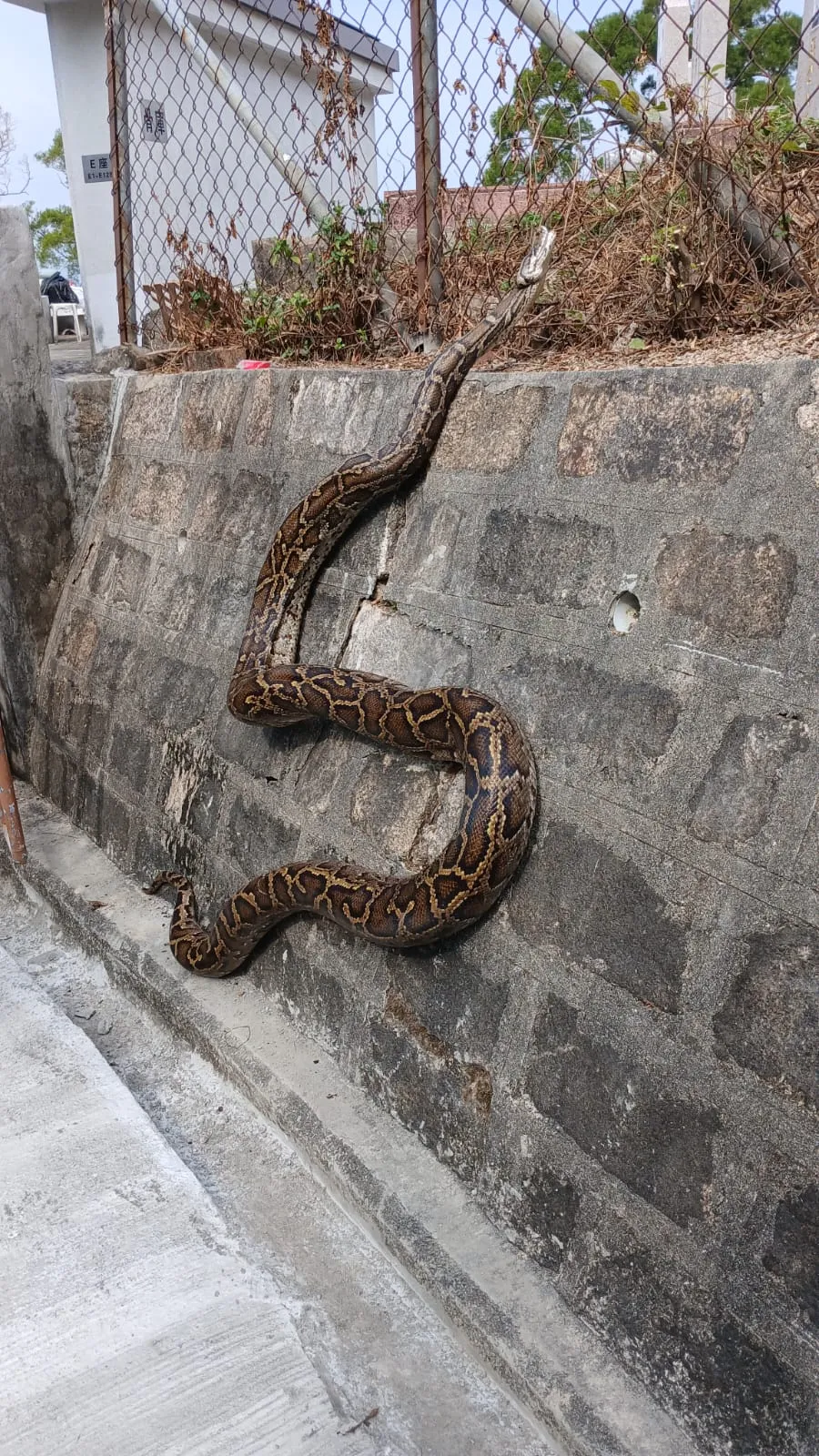 東張西望報料｜長洲墳場外驚現巨型緬甸蟒　蟒蛇勁得意仲識「翻牆上網」
