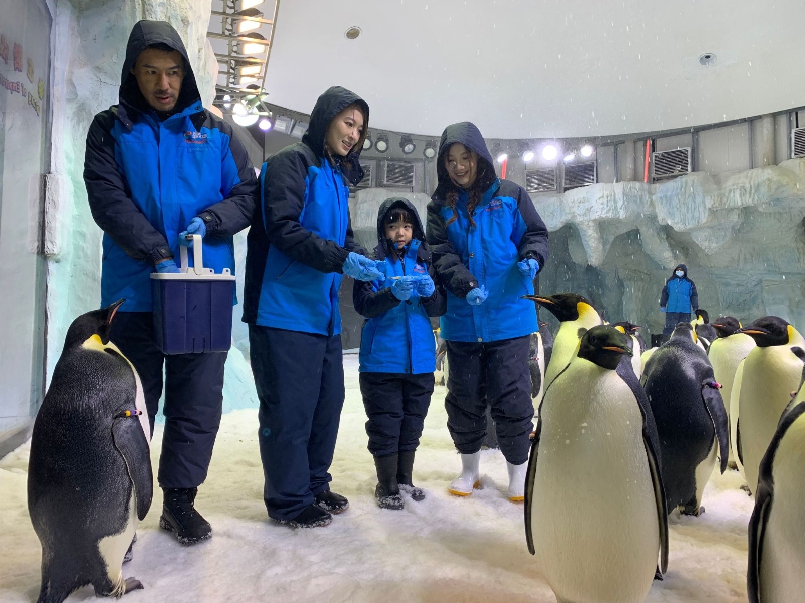 佢哋同企鵝近距離接觸。