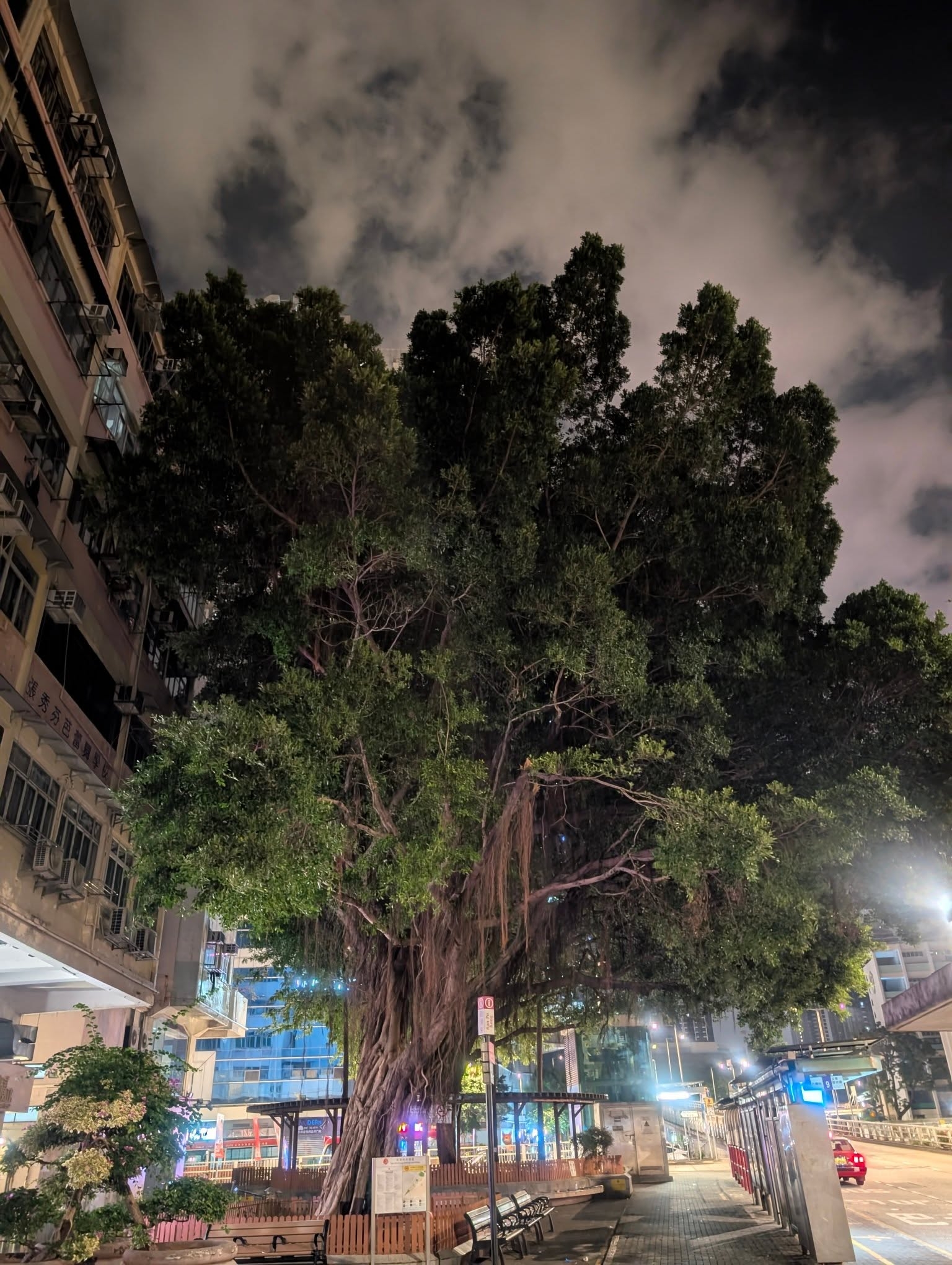 新蒲崗大樹老鼠開「嘉年華」勁誇張鼠輩橫行　街坊：以為去咗迪士尼