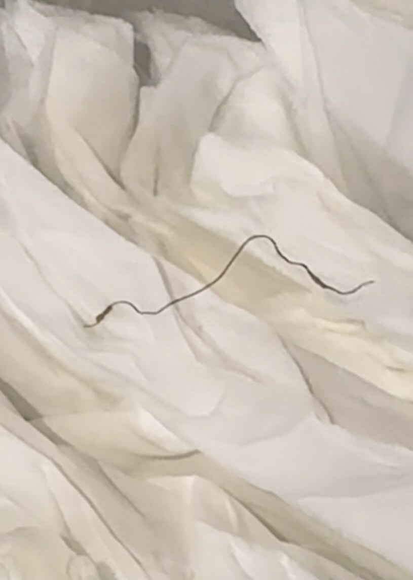 樓主表示，日前他與友人在某學校飯堂吃雞煲，當友人夾起烏冬時，突然大叫「哇X，唔係嘛」，稱他在湯勺處夾出1條疑似「X毛」，「仲要條毛兩邊都有雞煲汁」。（Threads圖片／shadow_clayz）