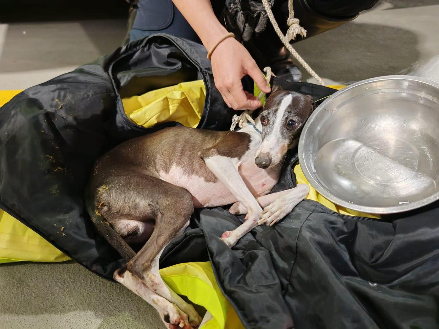 荃灣小狗走失誤闖荃灣公路險象環生。(FB@香港警察)