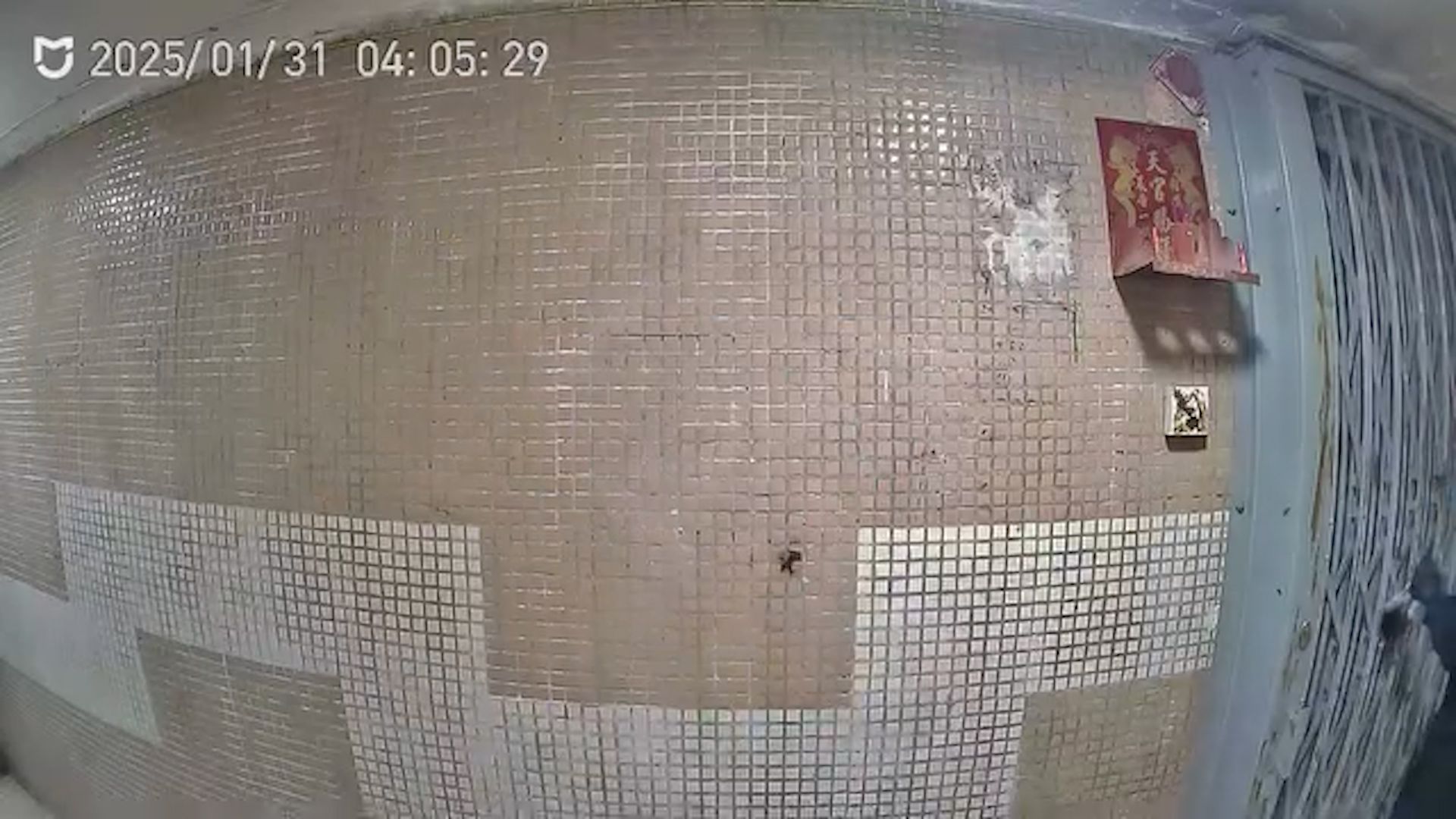 黃大仙下邨年初三現「抹屎男」，住戶鐵閘「抹便」全被拍下。(影片截圖／FB@黃大仙區友)