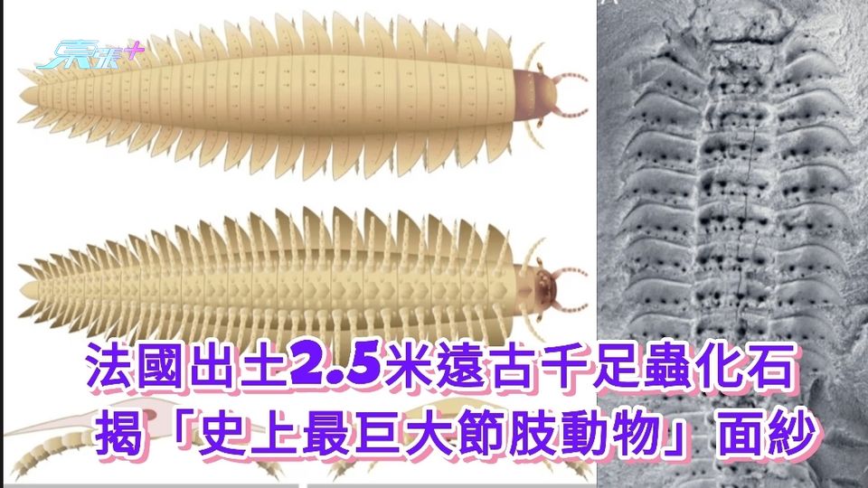 法國出土2.5米遠古千足蟲化石 揭「史上最巨大節肢動物」面紗