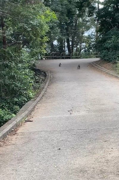 港人城門水塘行山遇馬騮搶食，結果中伏搶錯狗屎當場「灰爆」。