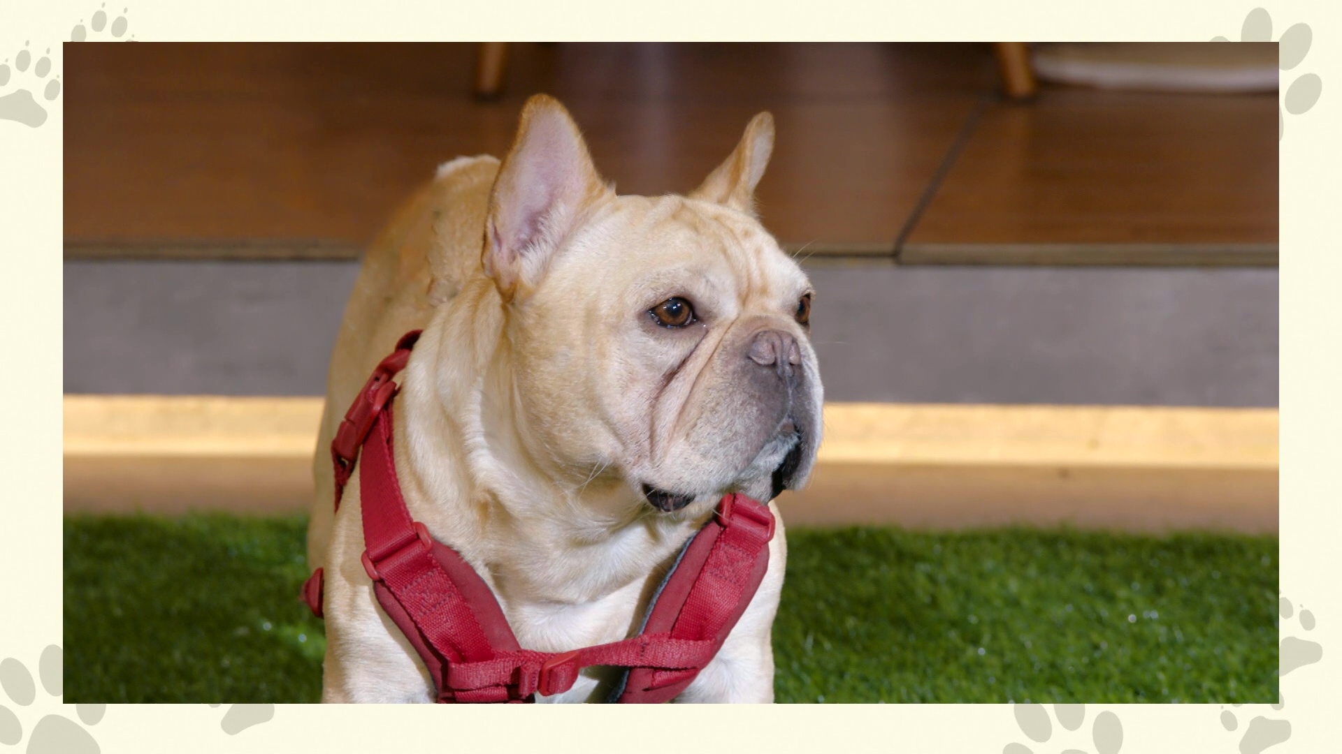 當奴由易智遠聲演。