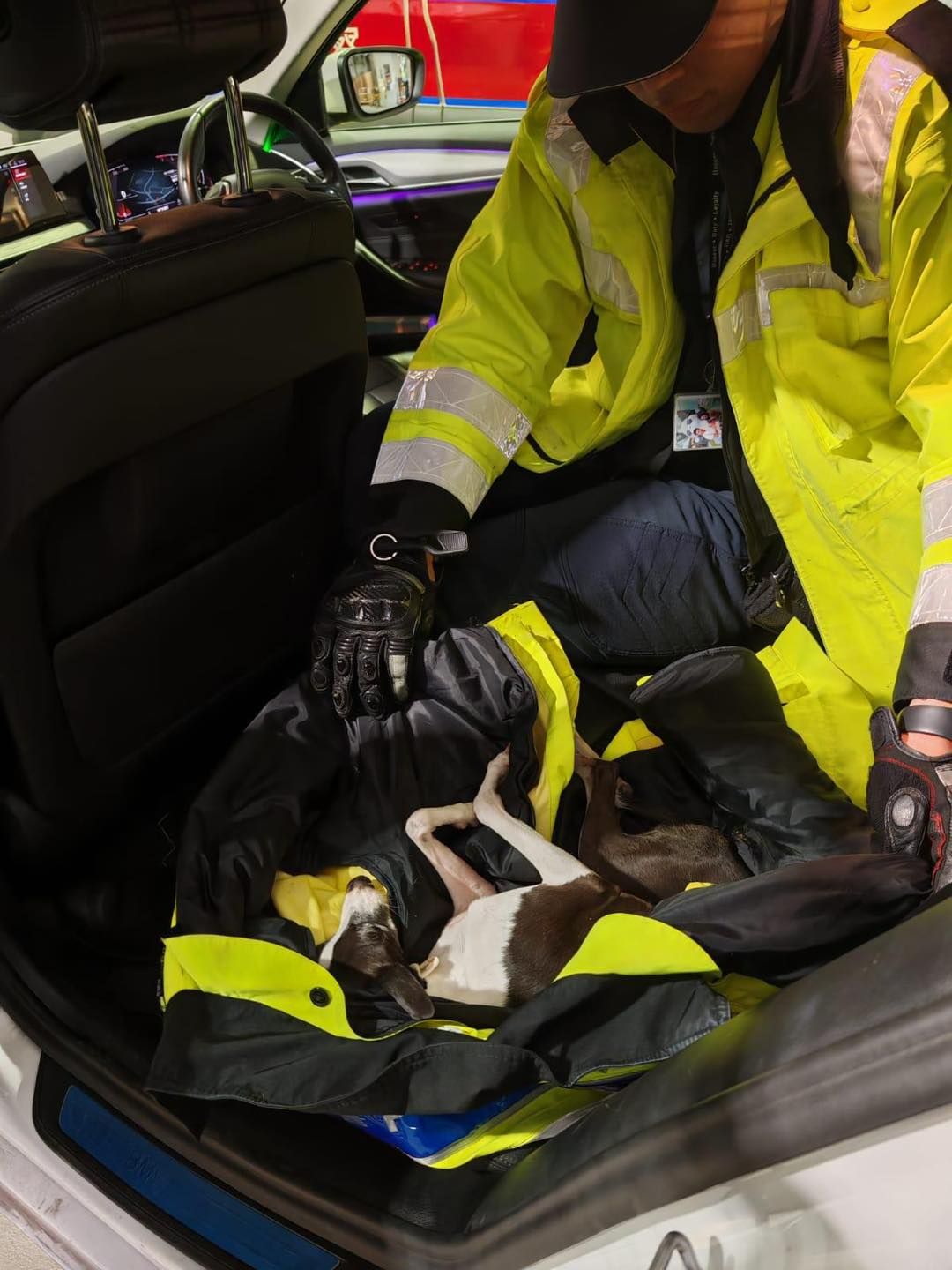 荃灣小狗走失誤闖荃灣公路險象環生。(FB@香港警察)