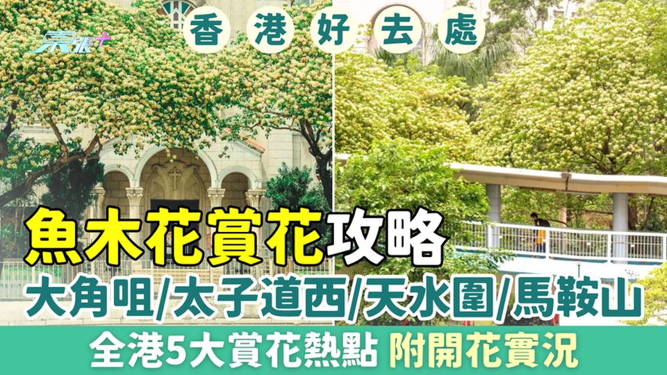香港好去處｜魚木花賞花攻略：大角咀/太子道西/將軍澳/天水圍/馬鞍山5大賞花熱點 附開花實況