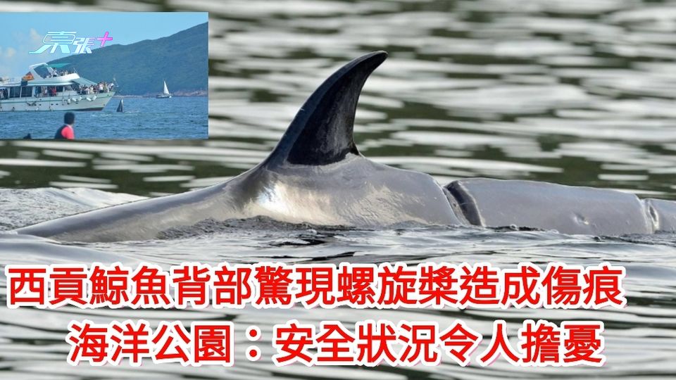 西貢鯨魚背部驚現螺旋槳造成傷痕　海洋公園：安全狀況令人擔憂