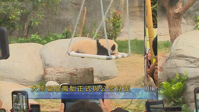 大熊貓兩姊弟正式與公眾見面
