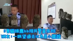 有片｜5隻貓頭鷹bb陪民警當夜班  網友：一眼望過去以為是小擺設