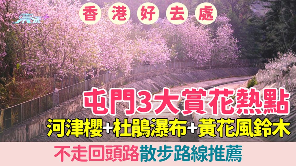 香港好去處｜2026屯門3大賞花熱點：河津櫻+杜鵑瀑布+黃花風鈴木路線推薦