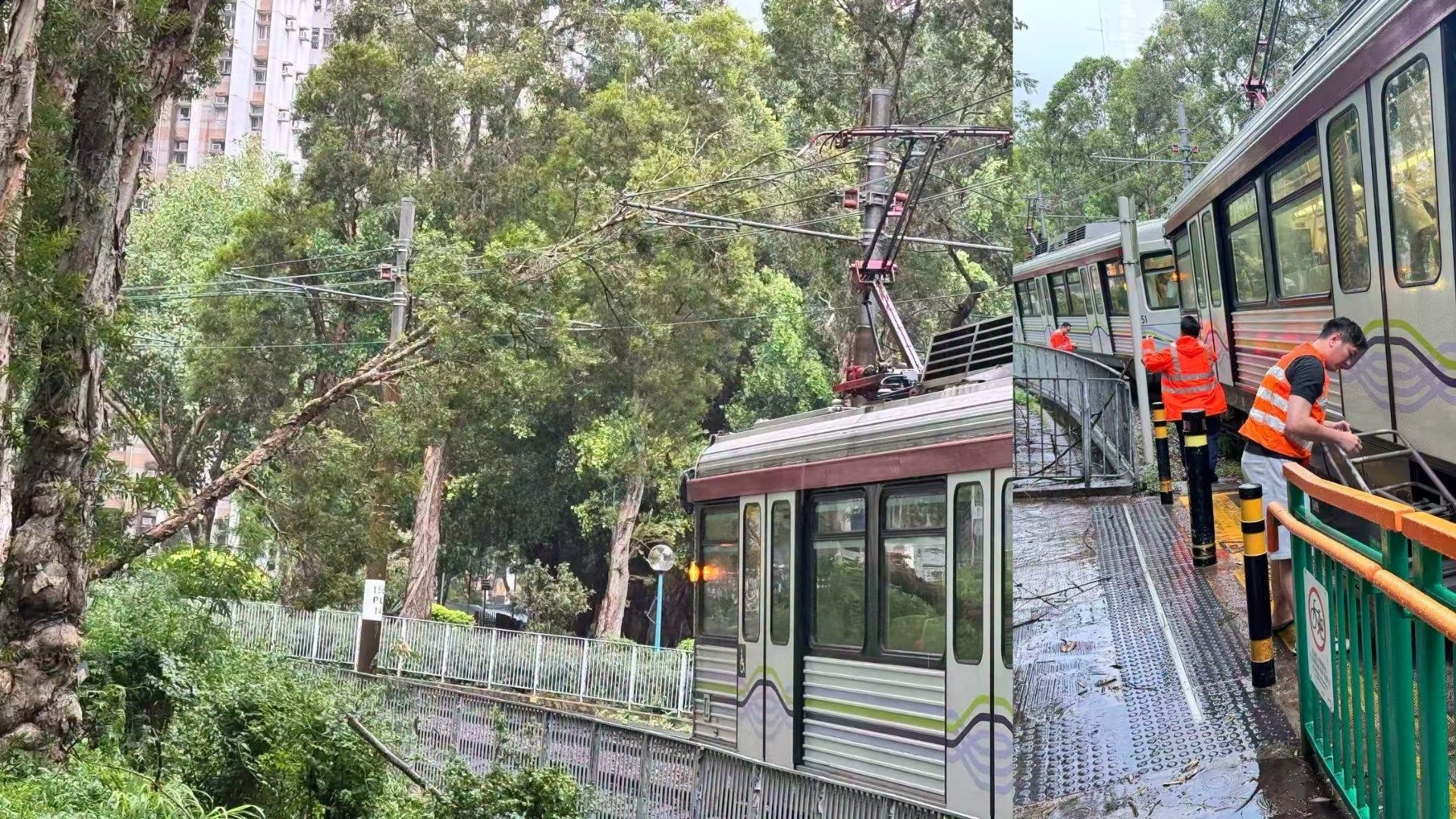 輕鐵良景站附近有大樹倒塌，壓到路軌及架空電纜，導致良景站附近輕鐵服務暫停。