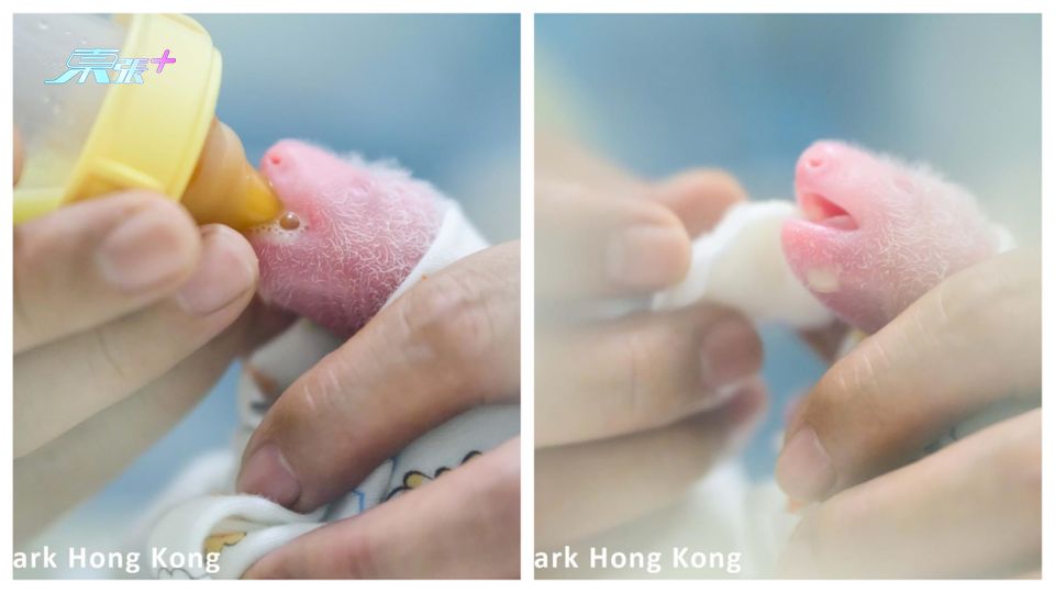 港產大熊貓龍鳳胎｜超萌BB生活照曝光 餵奶爬行初體驗