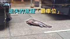 走失的魚疑「霸車位」