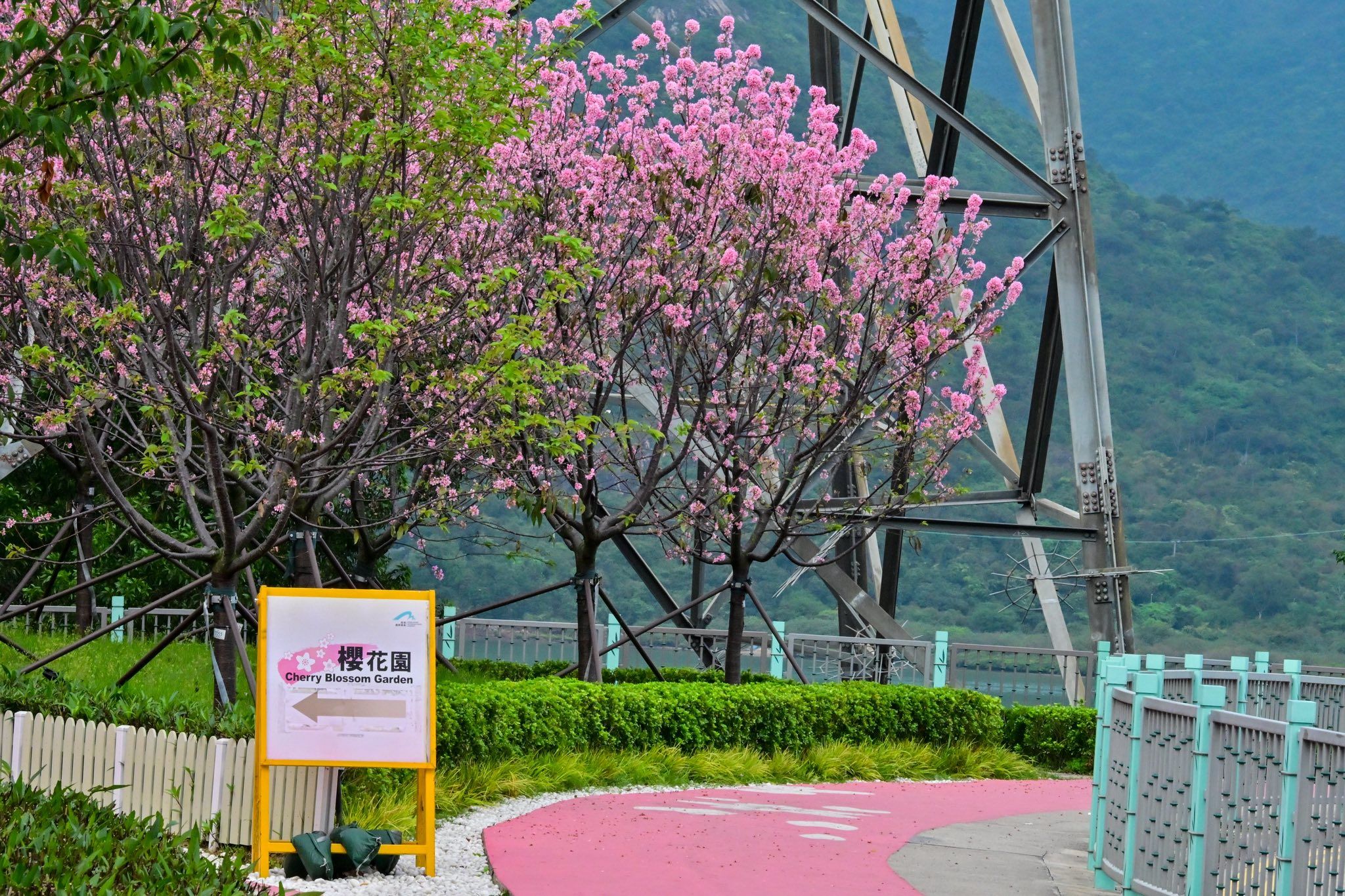 東涌櫻花園2025