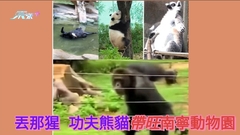 動物界網紅   南寧動物園「丟那猩」、「功夫熊貓」爆紅
