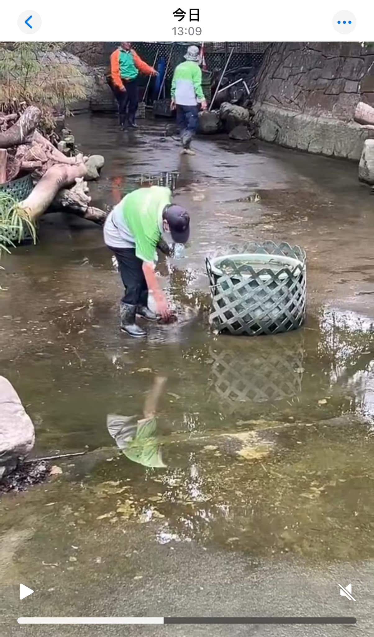 九龍公園水池大清洗「疑抽乾水」，康文署證3條魚缺水慘死。（龜途Facebook）