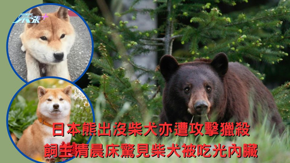 日本熊出沒柴犬亦遭攻擊獵殺 飼主清晨床驚見柴犬被吃光內臟