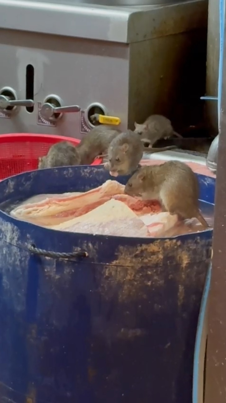 網上流傳圖片和影片，顯示大埔「海達魚蛋」粉麵店懷疑沒有妥善存放食物，更有老鼠在搶食生肉。（網上影片截圖）