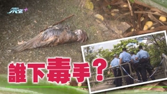 何文田配水庫10多隻雀鳥疑遭毒殺 現場發現懷疑有毒雀粟