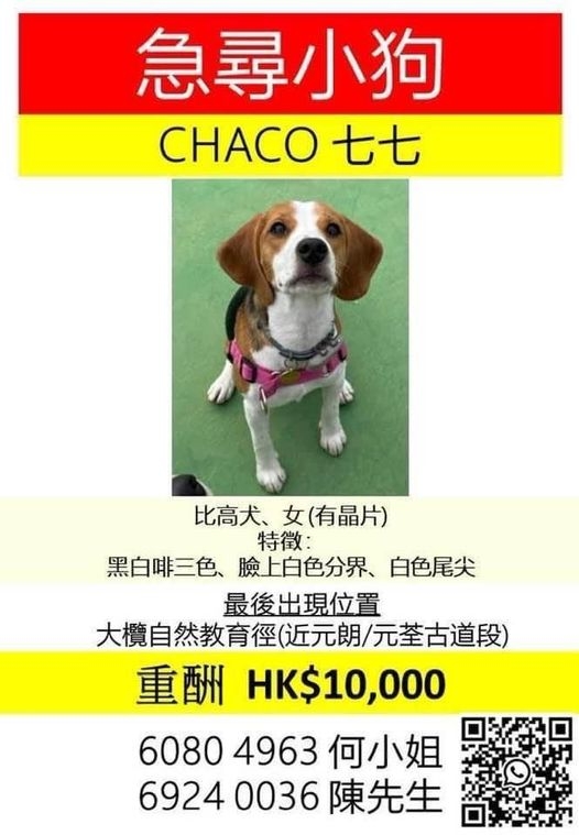 狗主為尋回愛犬懸紅一萬大元