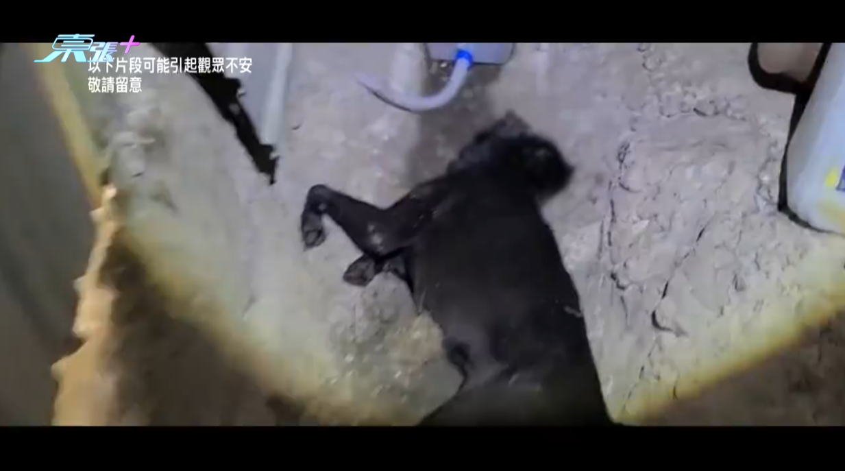 《東張西望》2023年曾經揭發，上水粉錦公路蓮塘尾一個貨倉懷疑虐待狗隻事件！