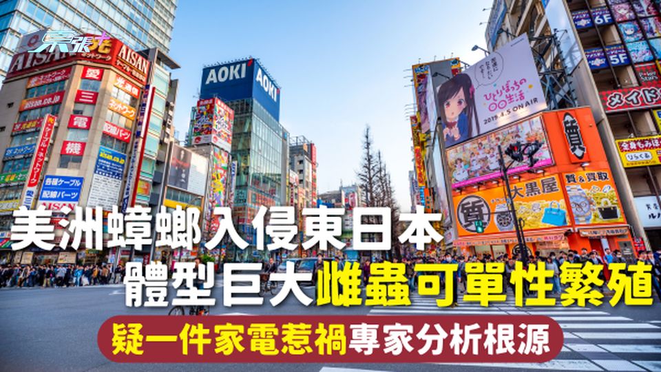 蟑螂入侵 | 美洲蟑螂入侵東日本 體型巨大雌蟲可單性繁殖 疑一件家電惹禍專家分析根源