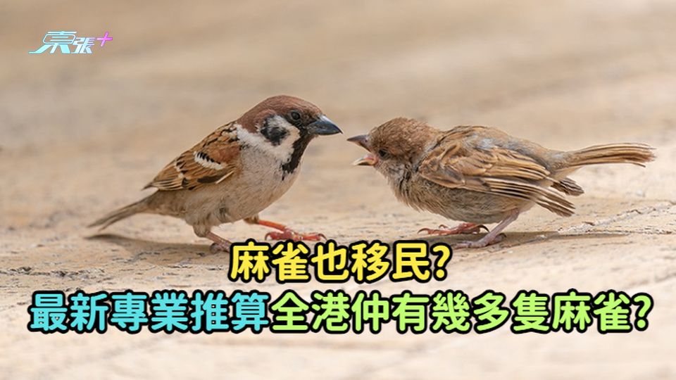 麻雀也移民? 最新專業推算全港仲有幾多隻麻雀?