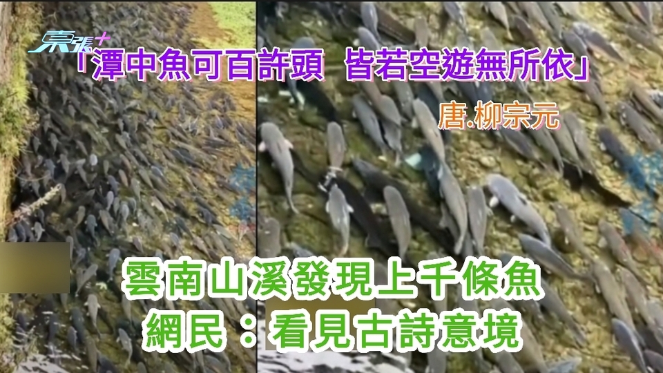 雲南山溪發現上千條魚 網民：看見古詩意境 「潭中魚可百許頭 皆若空遊無所依」