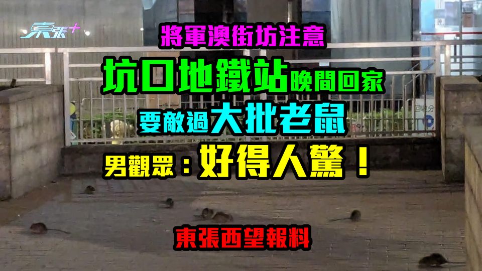 將軍澳街坊注意！坑口地鐵站晚間回家要敵過大批老鼠 男觀眾：好得人驚！