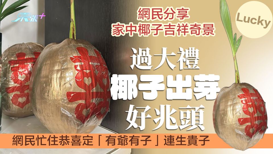 Lucky！過大禮椰子出芽好兆頭  樓主分享家中椰子吉祥奇景網民忙着恭喜「有爺有子」連生貴子