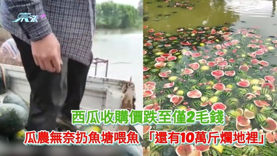 有片丨西瓜收購價跌至2毛錢 瓜農無奈扔魚塘喂魚 ：還有10萬斤爛地裡