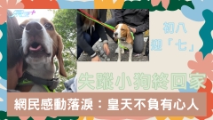 有片｜初八迎「七」失蹤小狗終回家 網民感動落淚：皇天不負有心人