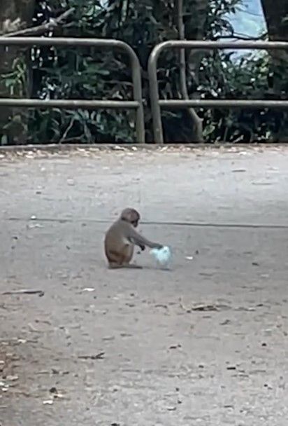 港人城門水塘行山遇馬騮搶食，結果中伏搶錯狗屎當場「灰爆」。