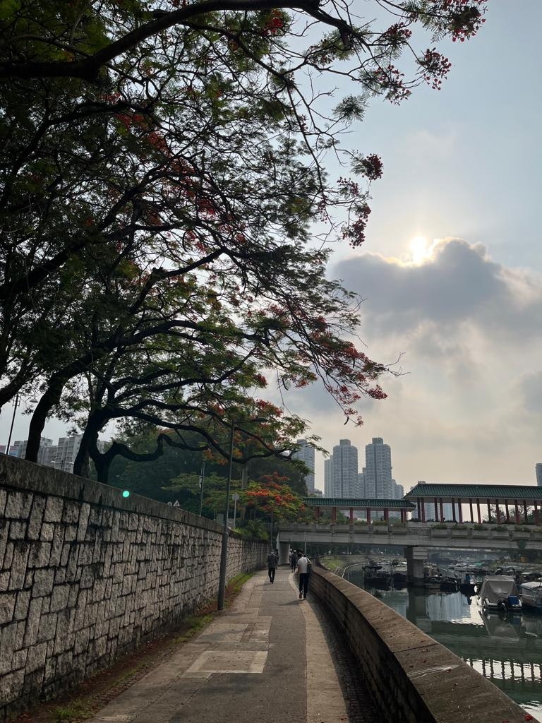 林村河畔的夏日鳳凰木。