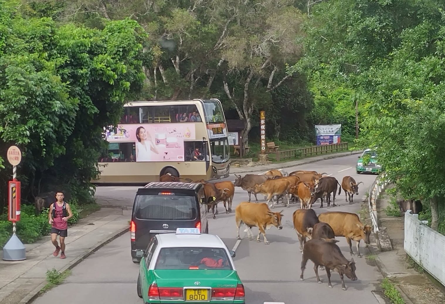 西貢牛群過馬路　巴士的士讓路畫面瘋傳　網民笑稱「港版奈良」