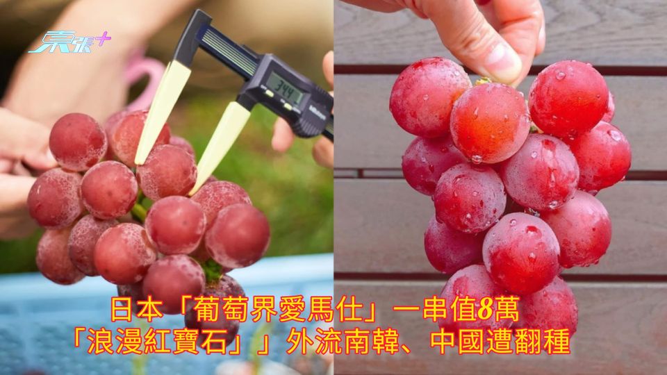 日本「葡萄界愛馬仕」一串值8萬 「浪漫紅寶石」」外流南韓、中國遭翻種