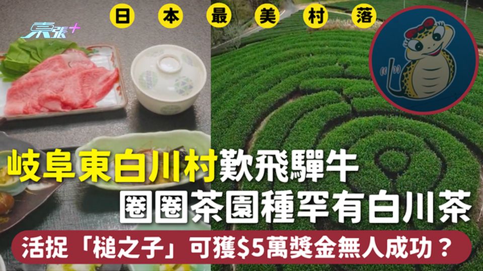 日本最美村落 | 岐阜東白川村歎飛驒牛 圈圈茶園種罕有白川茶 活捉「槌之子」可獲$5萬獎金無人成功？